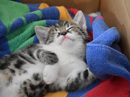 Un chat dort dans son panier