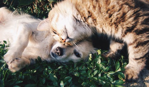 Un chat et un chien jouent dans l'herbe