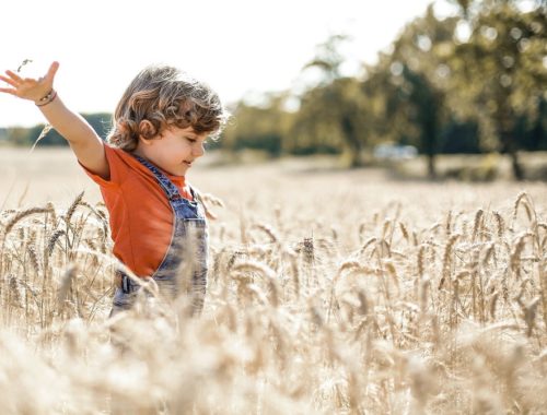 Un petit garçon joue dans un champ de blés