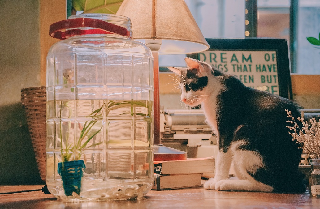 Un chat sur un bureau à côté d'un aquarium