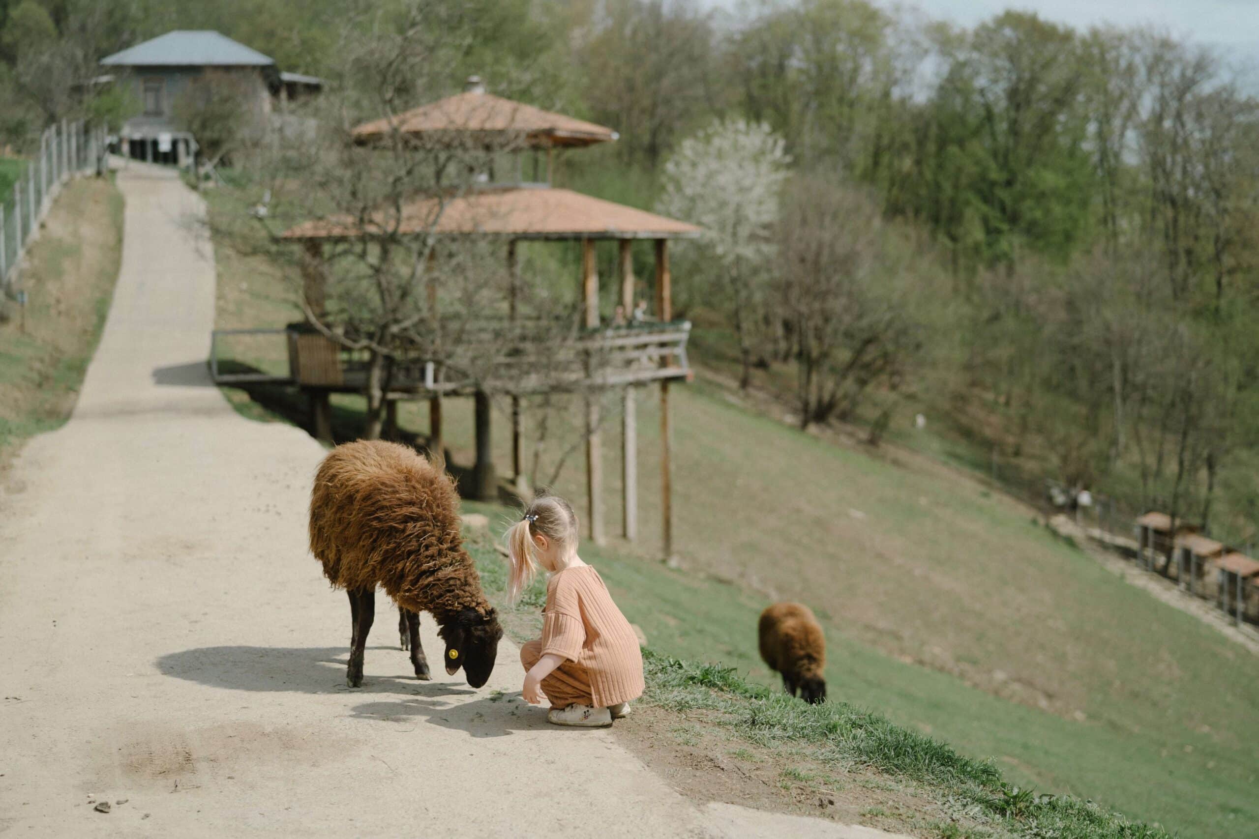 15 jardins pédagogiques à visiter en France / Une petite fille près d'un mouton