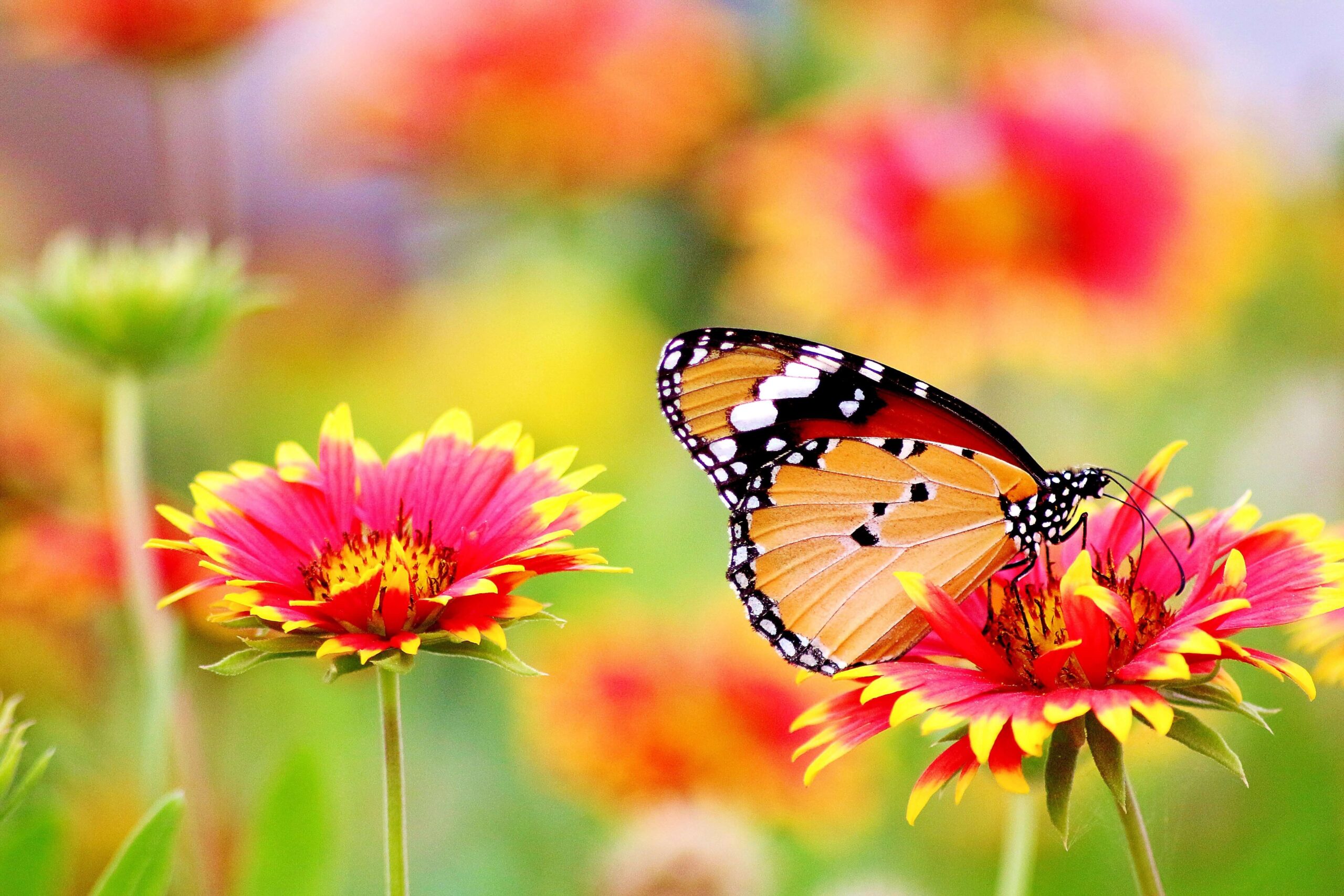 15 jardins pédagogiques à visiter en France / Un papillon posé sur une fleur