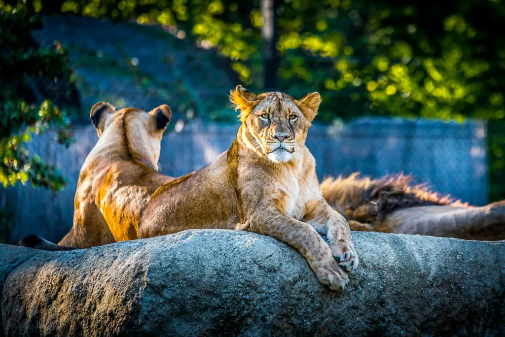Sortie au zoo avec ses grands-parents